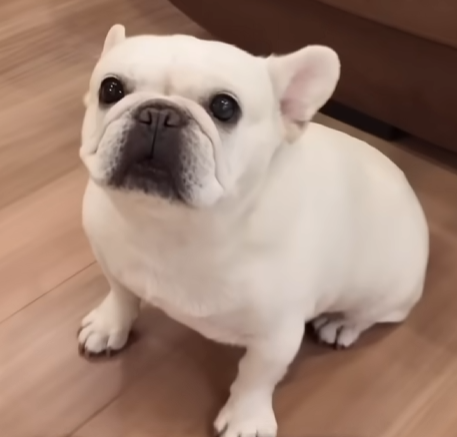 シロちゃん