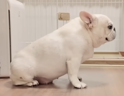 看板犬シロの横顔