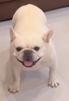 看板犬シロの笑顔
